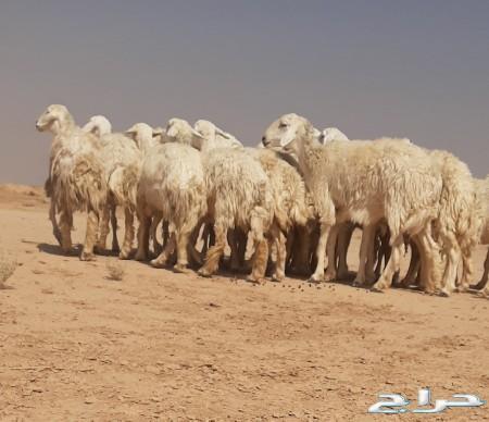 حريات حرش صنف متابيع الاسنان ثنيه ورباع