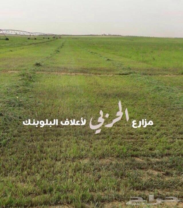 أعلاف و بذور و شتلات بلوبنك - بلوبانك