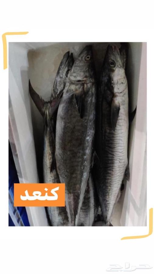 سمك وروبيان الشرقيه والسلمون الطازج