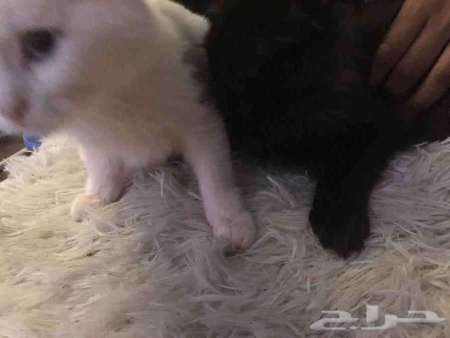 قطط شيرازي2