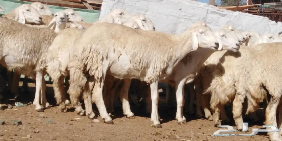 رخال حريات حرش صنف