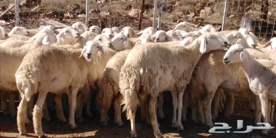 رخال حريات حرش صنف