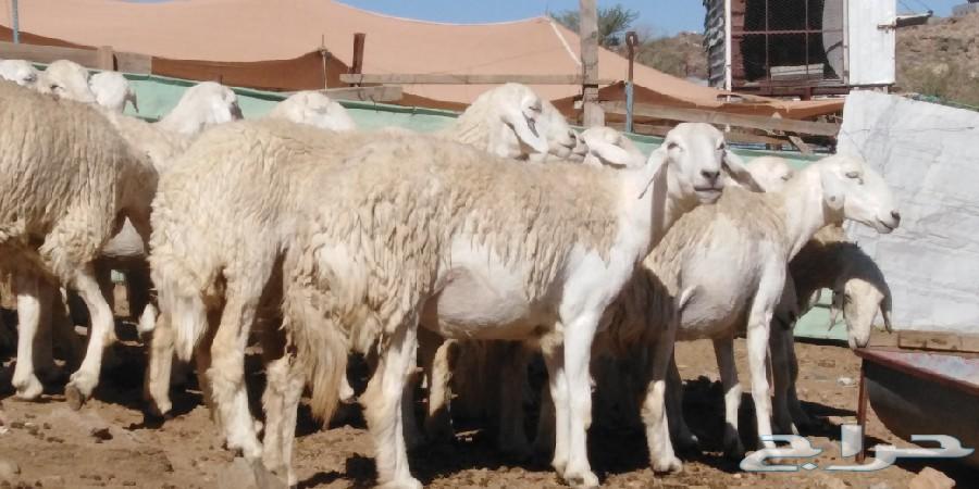 رخال حريات حرش صنف