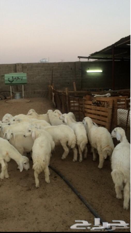 طليان ورخال ذبائح ( يوجود ذبح وتوصيل )