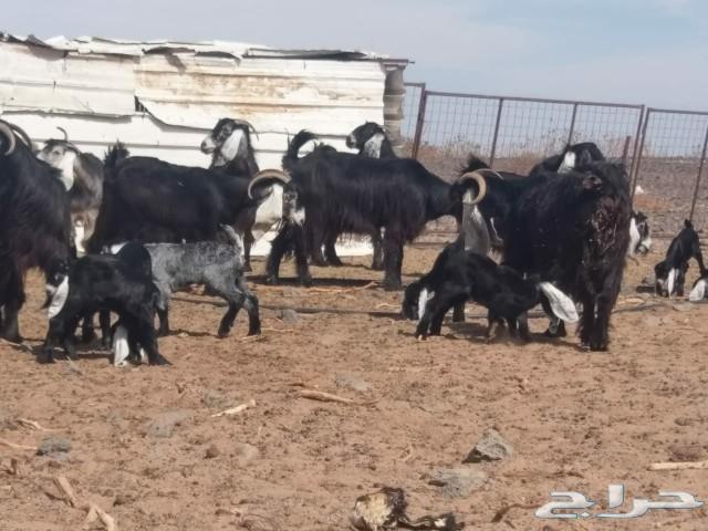معزا عوارض شبب طيبات منوة القناي