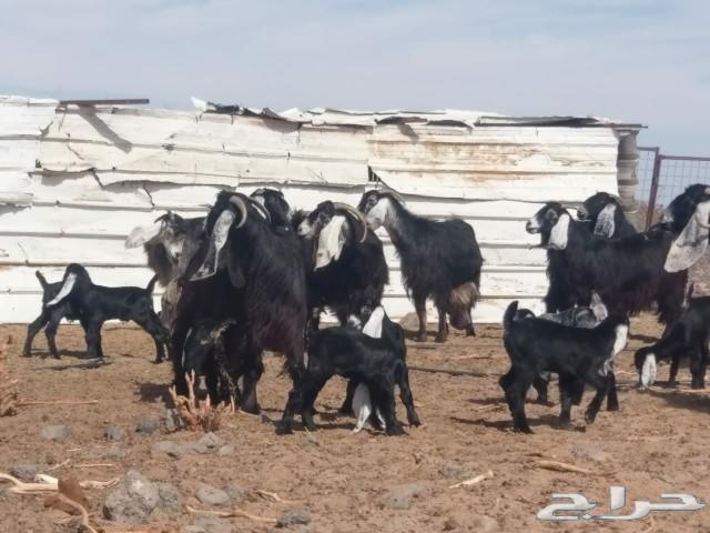معزا عوارض شبب طيبات منوة القناي