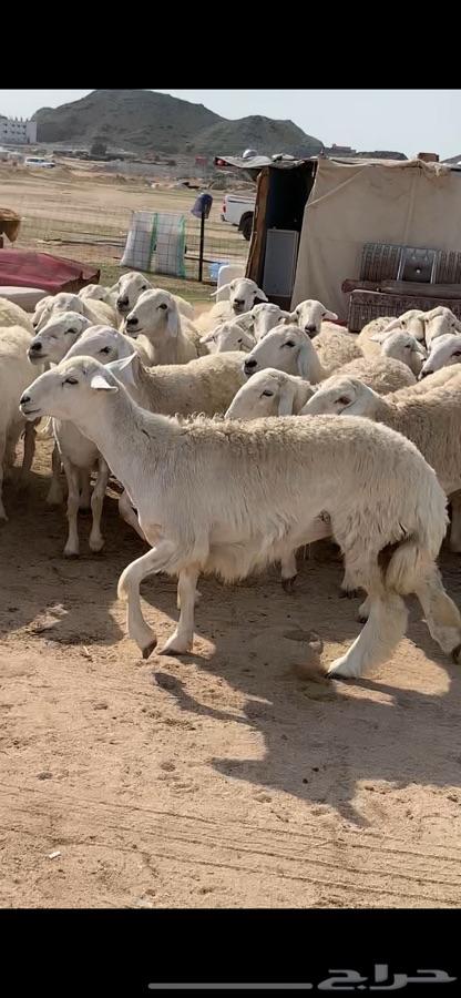 غنم حريه صنف منوة القناي ( انباعت )