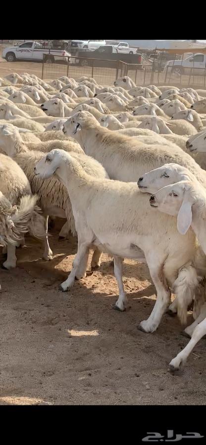 غنم حريه صنف منوة القناي ( انباعت )