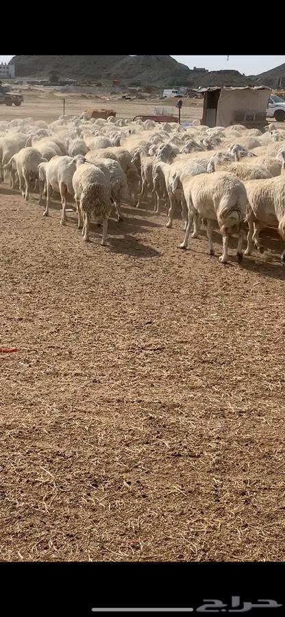 غنم حريه صنف منوة القناي ( انباعت )