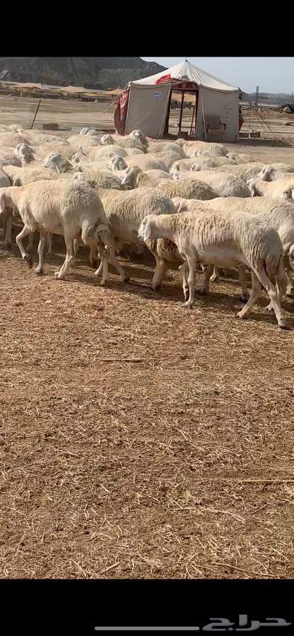 غنم حريه صنف منوة القناي ( انباعت )
