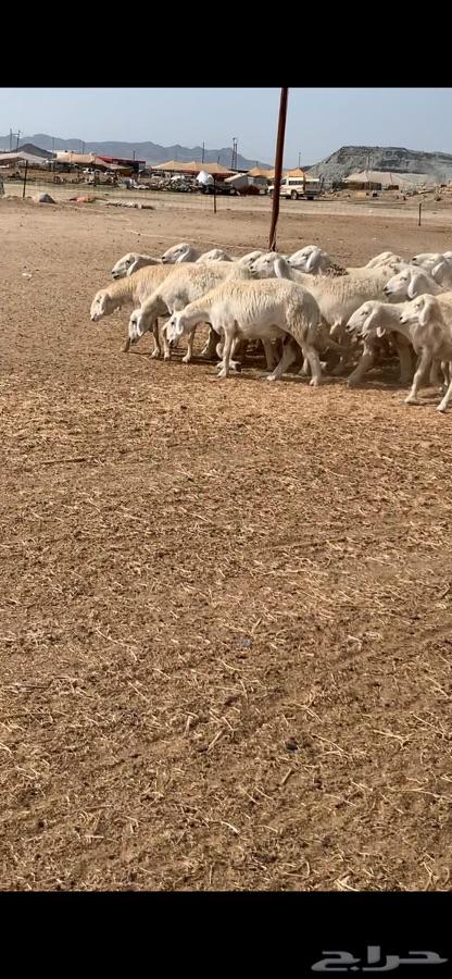 غنم حريه صنف منوة القناي ( انباعت )
