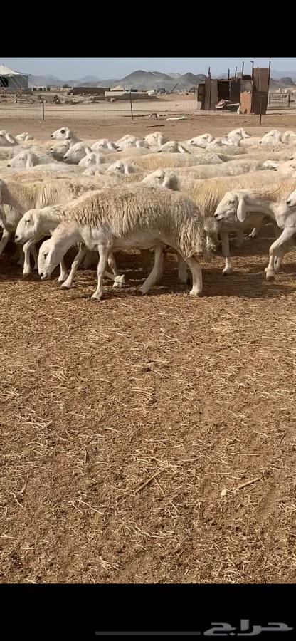 غنم حريه صنف منوة القناي ( انباعت )