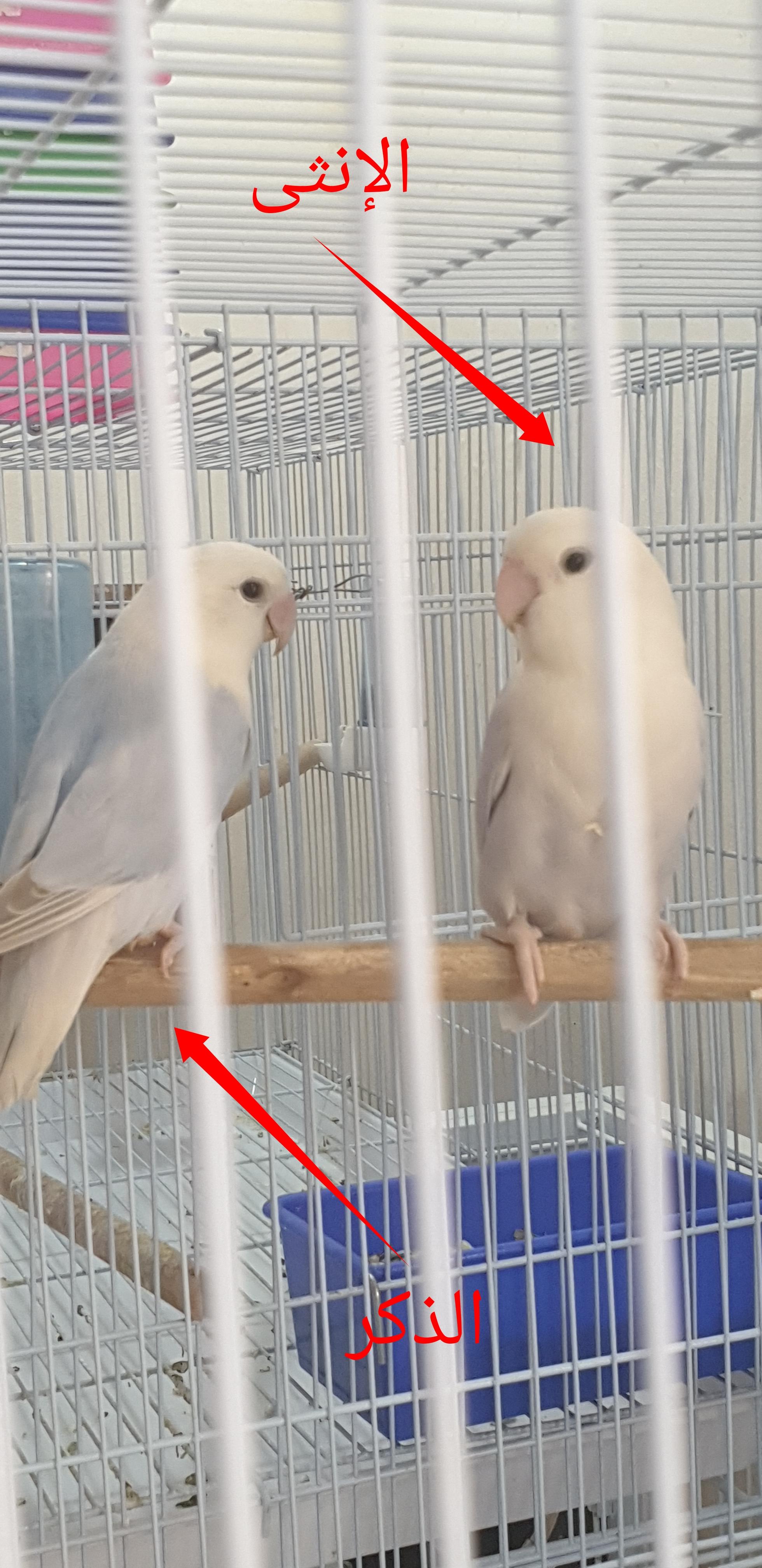 زوج روز منتج مع فروخه