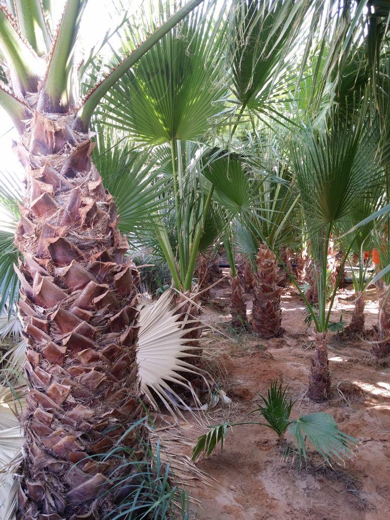 فرصة استثمارية للبيع العاجل