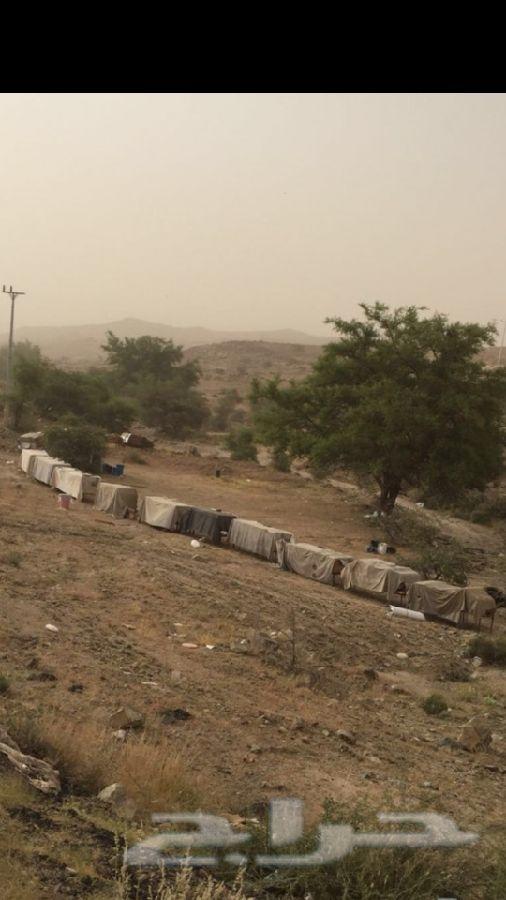 عسل سدره جبلي جديد وسمره بلدي