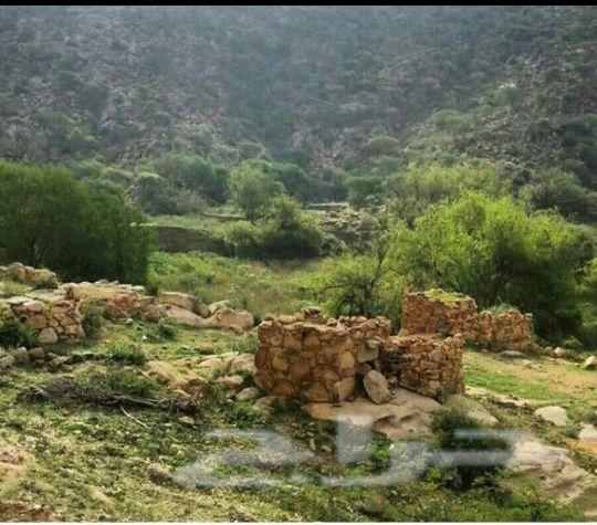 عسل سدره جبلي جديد وسمره بلدي