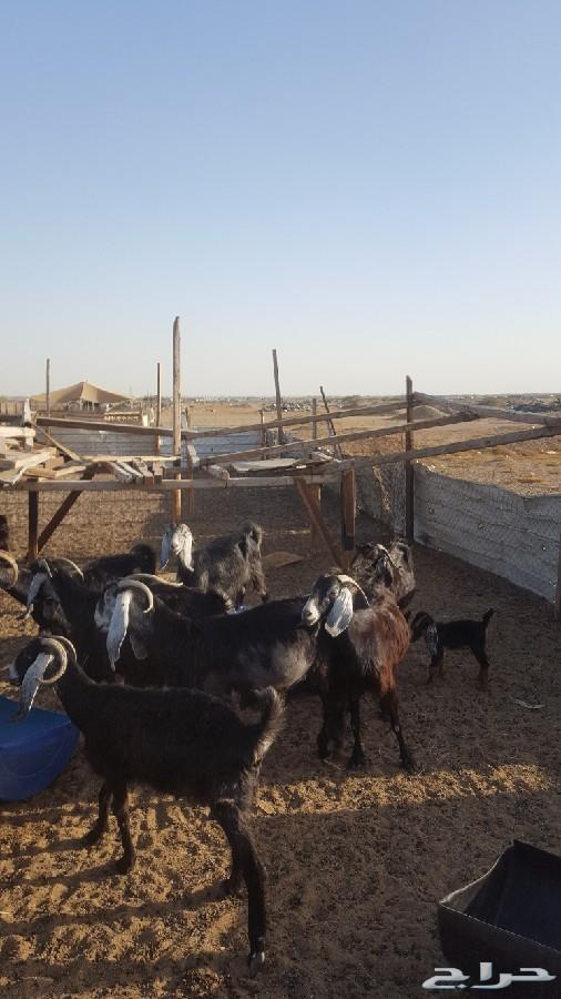 معزاء عوارض للبيع