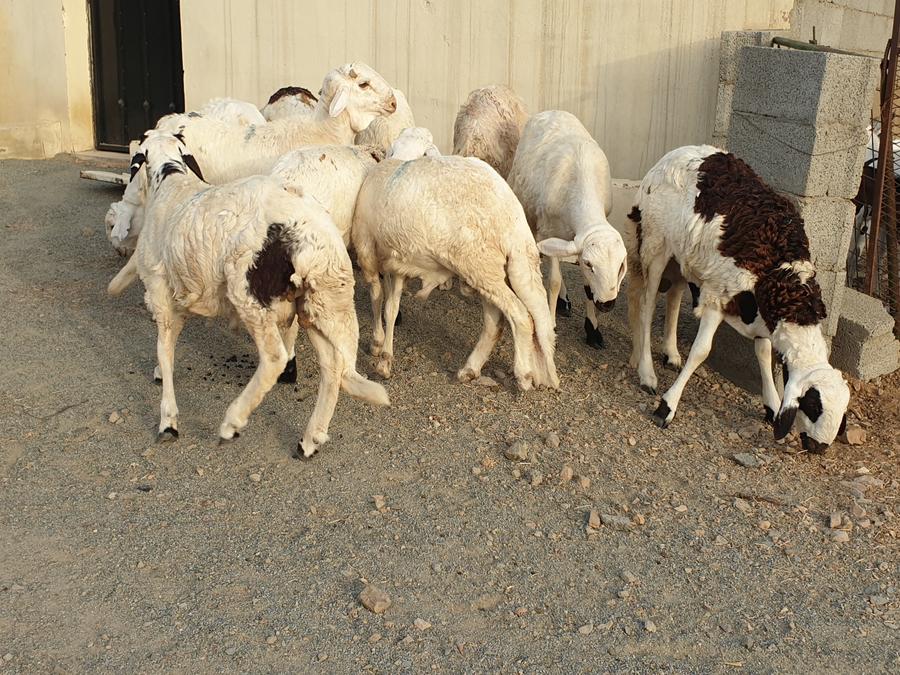 طليان سواكني طيبات بالحيل صدقات ثلاجه زواجات
