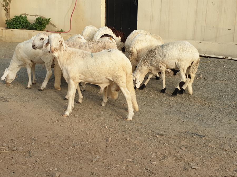 طليان سواكني طيبات بالحيل صدقات ثلاجه زواجات