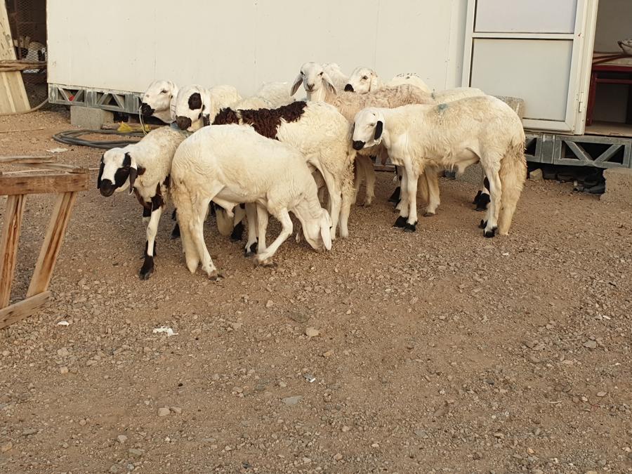 طليان سواكني طيبات بالحيل صدقات ثلاجه زواجات