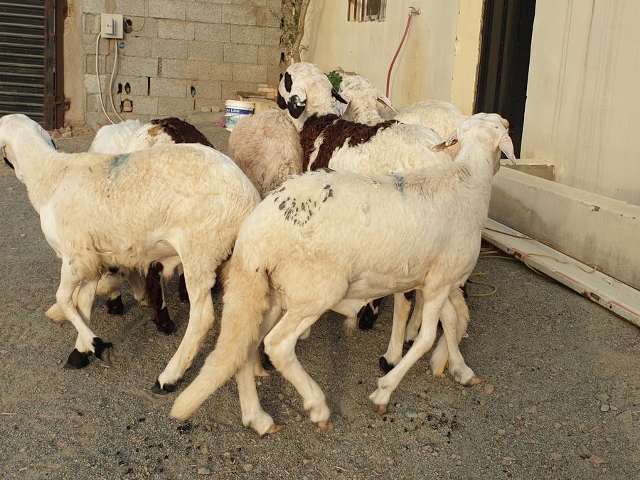 طليان سواكني طيبات بالحيل صدقات ثلاجه زواجات