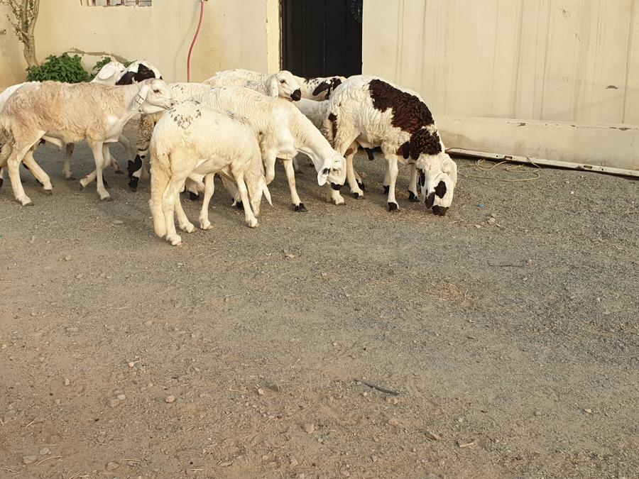طليان سواكني طيبات بالحيل صدقات ثلاجه زواجات