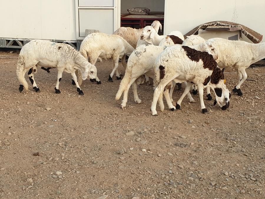 طليان سواكني طيبات بالحيل صدقات ثلاجه زواجات