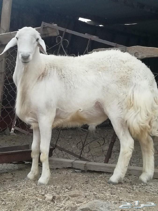 طلي مشروع فحل فاخر