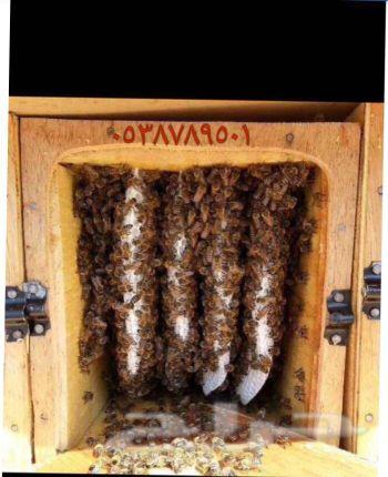 عسل سدر وعسل سمره جبلي مضمون