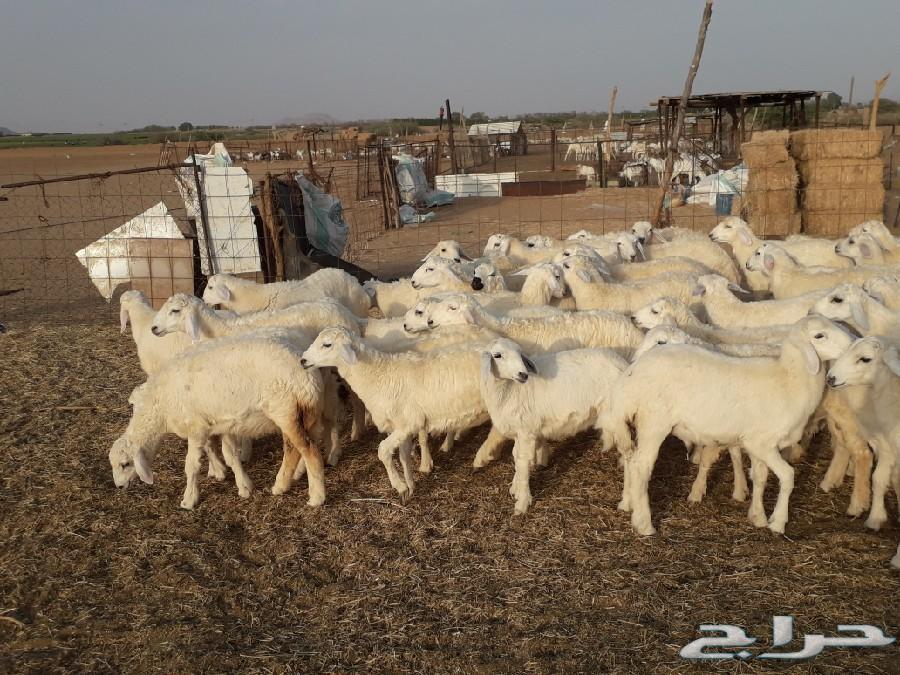 طليان ورخال حرية