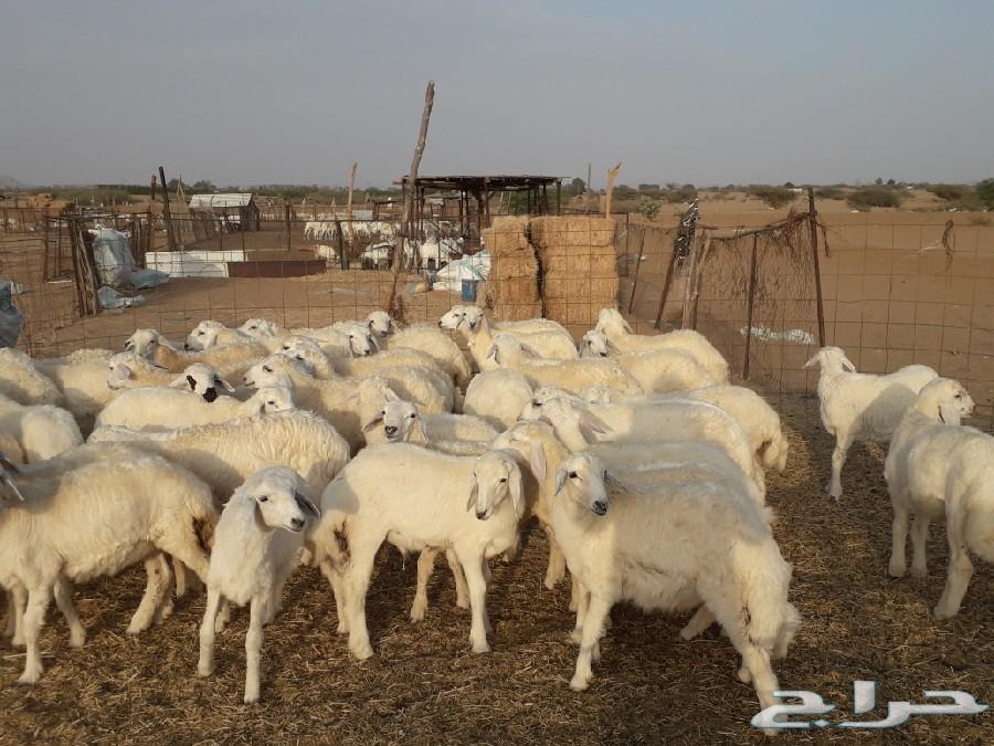 طليان ورخال حرية