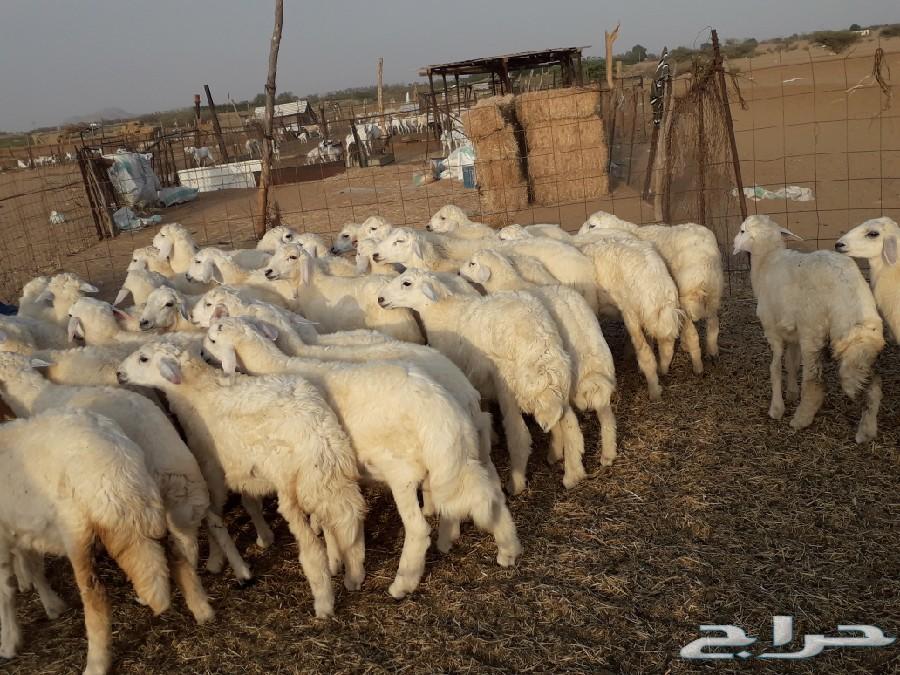 طليان ورخال حرية