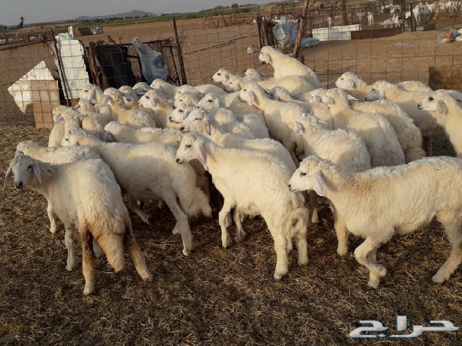 طليان ورخال حرية