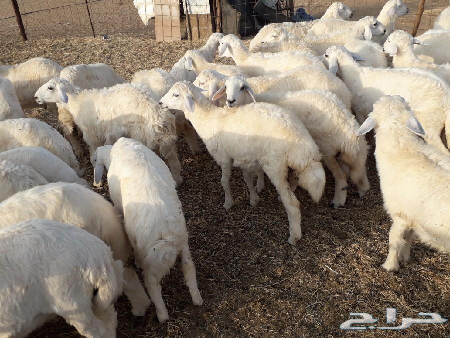 طليان ورخال حرية