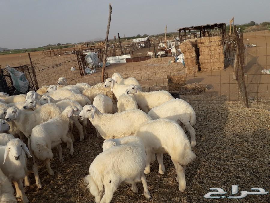 طليان ورخال حرية
