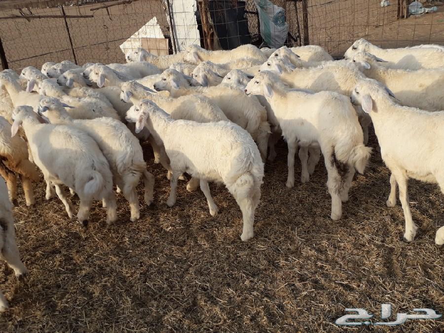 طليان ورخال حرية