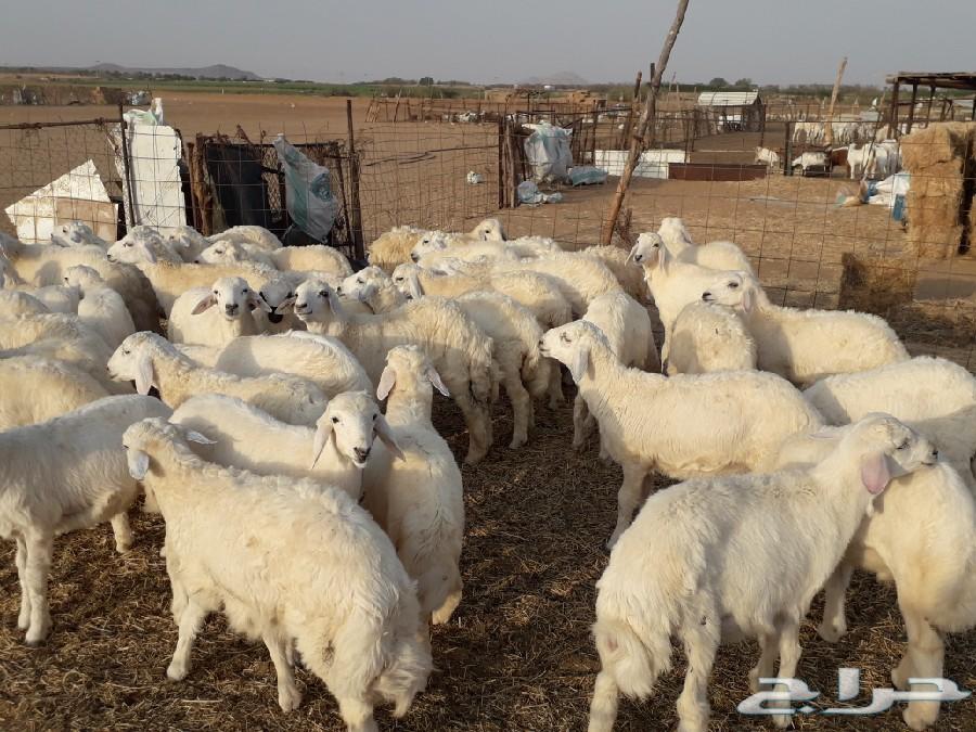 طليان ورخال حرية