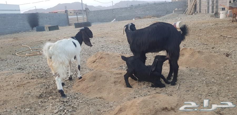 عنز سورية طيبة مع عيالها