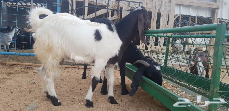 عنز سورية طيبة مع عيالها