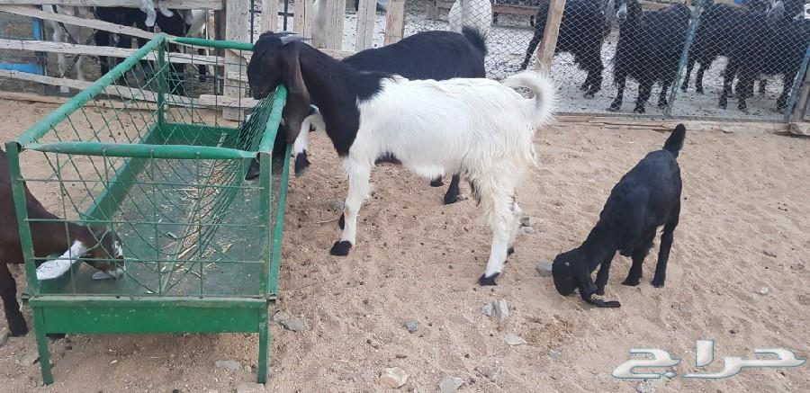 عنز سورية طيبة مع عيالها