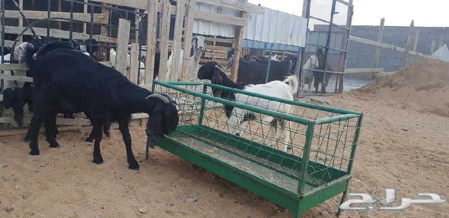 عنز سورية طيبة مع عيالها