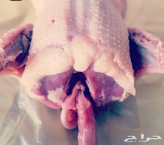 فروخ حمام زغليل