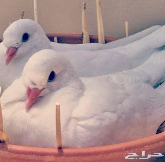 فروخ حمام زغليل