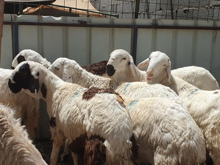 ذبايح طيبات مع خدمة الذبح والتقطيع والتوصيل