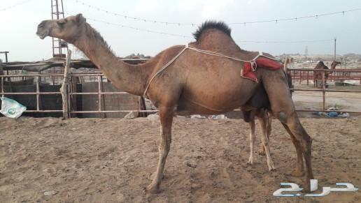 ناقه خلفه ساحليه طيبه حمرا منيحه