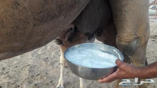 ناقه خلفه ساحليه طيبه حمرا منيحه