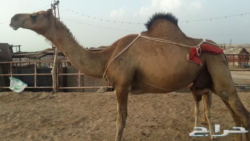 ناقه خلفه ساحليه طيبه حمرا منيحه