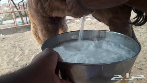 ناقه خلفه ساحليه طيبه حمرا منيحه