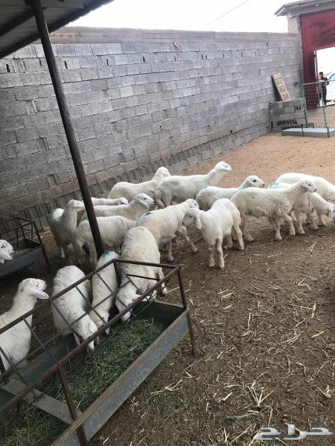 رخال وطليان حرية وطليان سواكن(الرميدة)