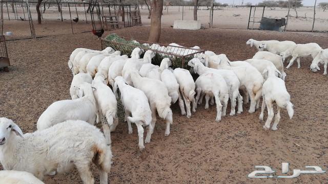 بهم حري نظيف مراح واحد(تم البيع)
